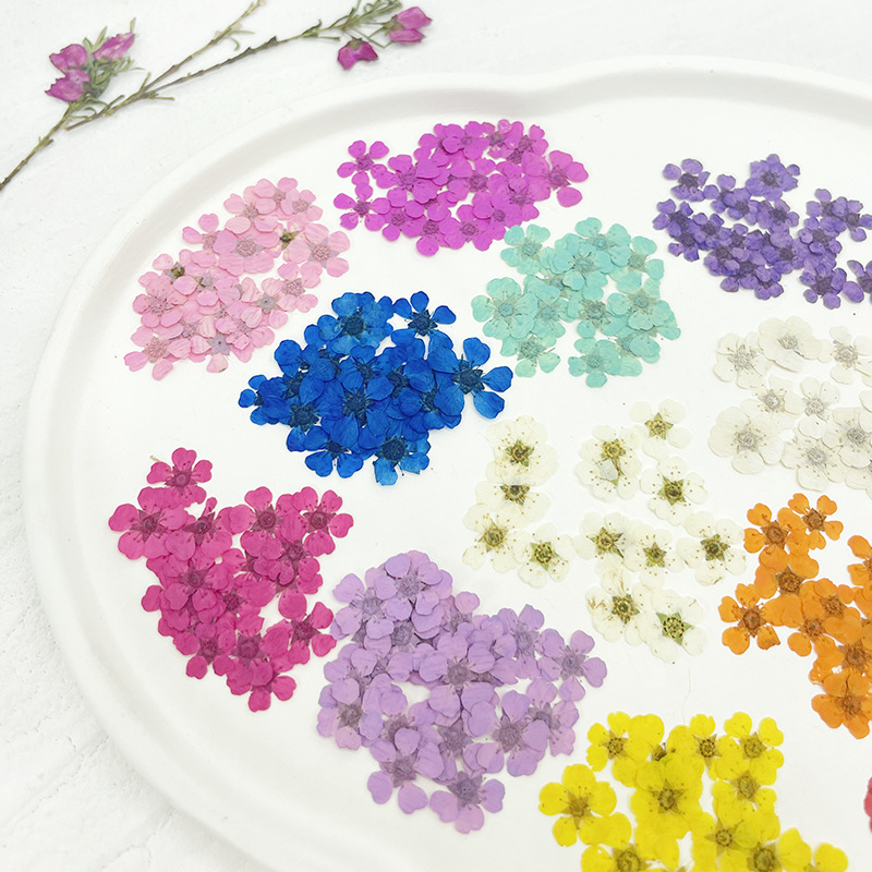 Plum Blossom Pressed Flower