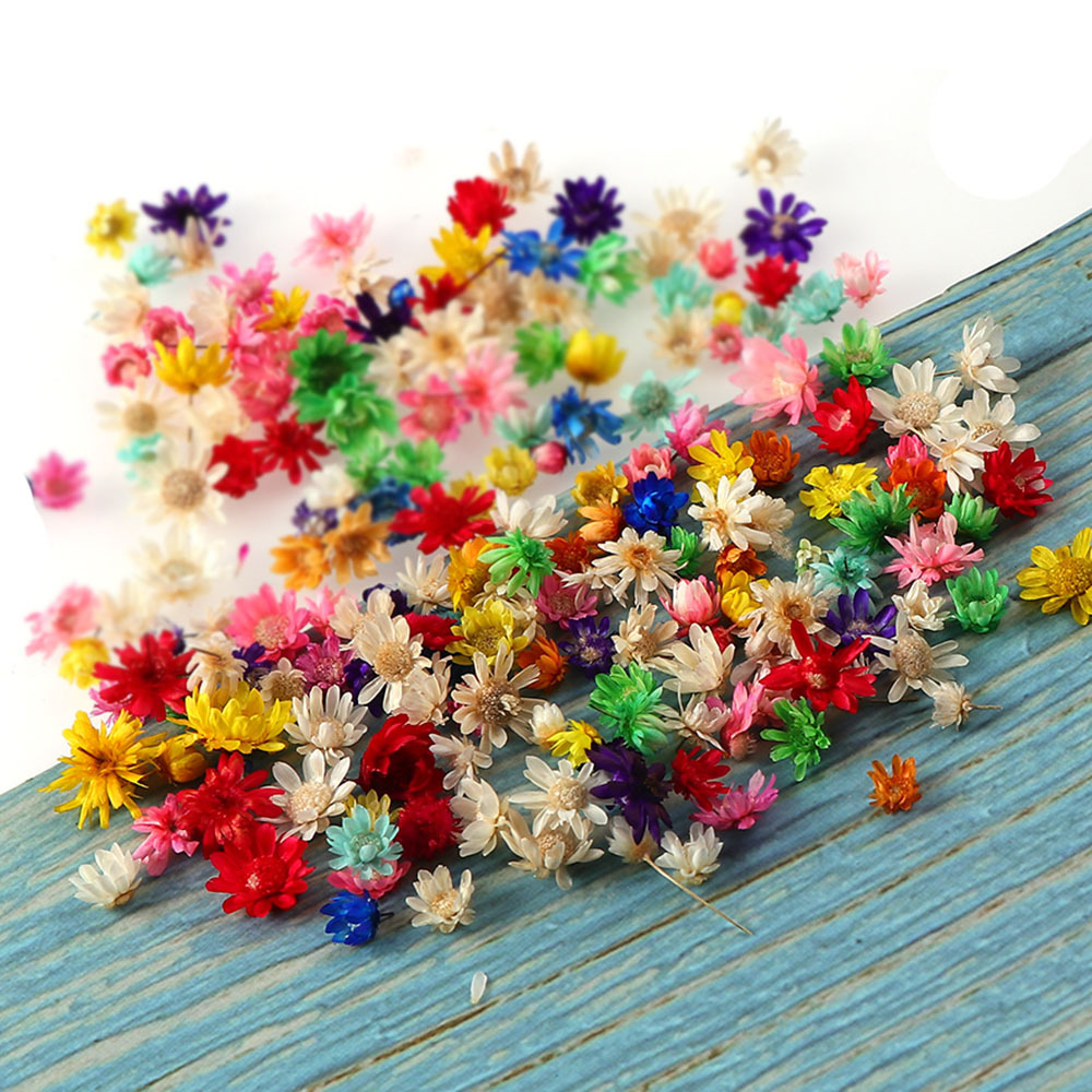Little Star Dried Flower Decoration - Tiny Blooms