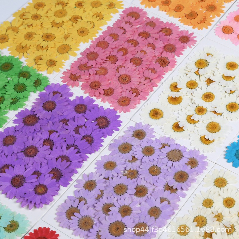 Daisy Pressed Flower (12 pcs per Pack)