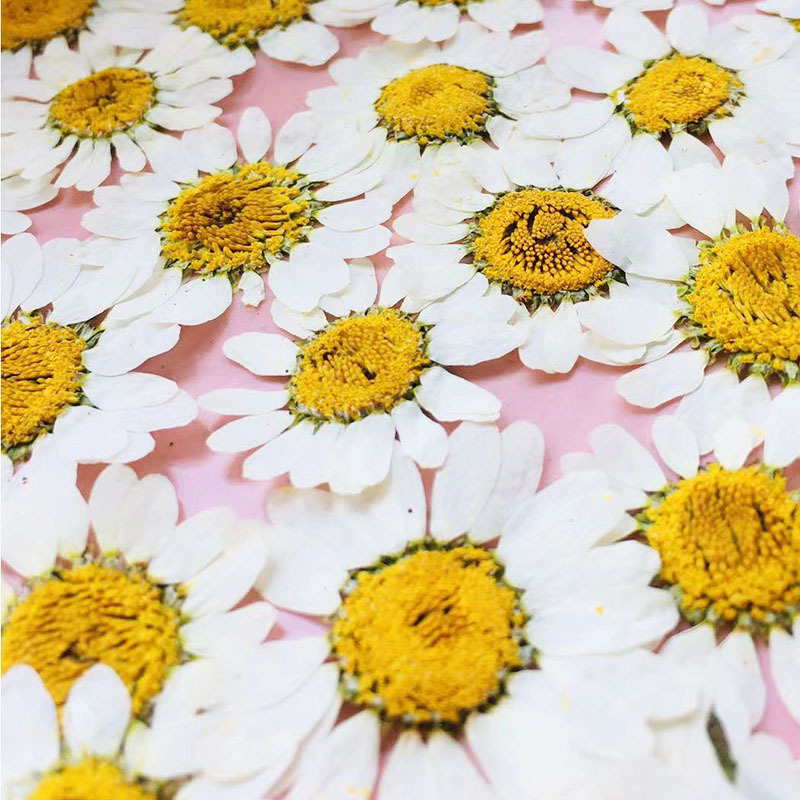 Daisy Pressed Flower (12 pcs per Pack)