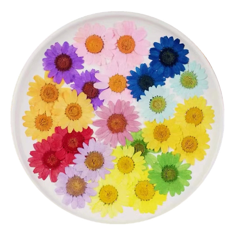 Daisy Pressed Flower (12 pcs per Pack)