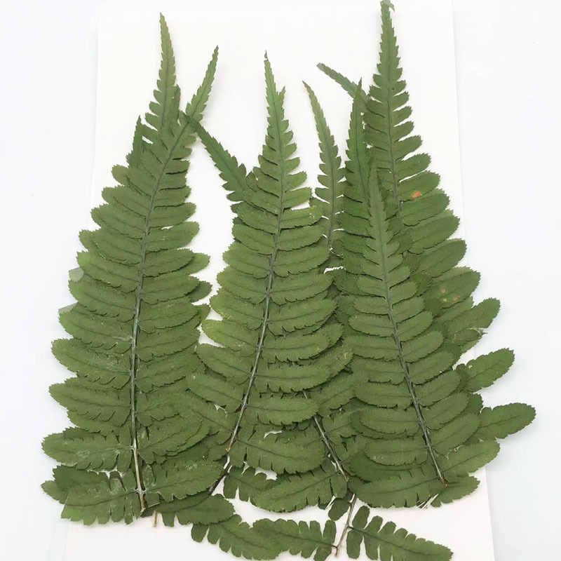 Fernleaf Pressed Flower (12 pcs per pack)