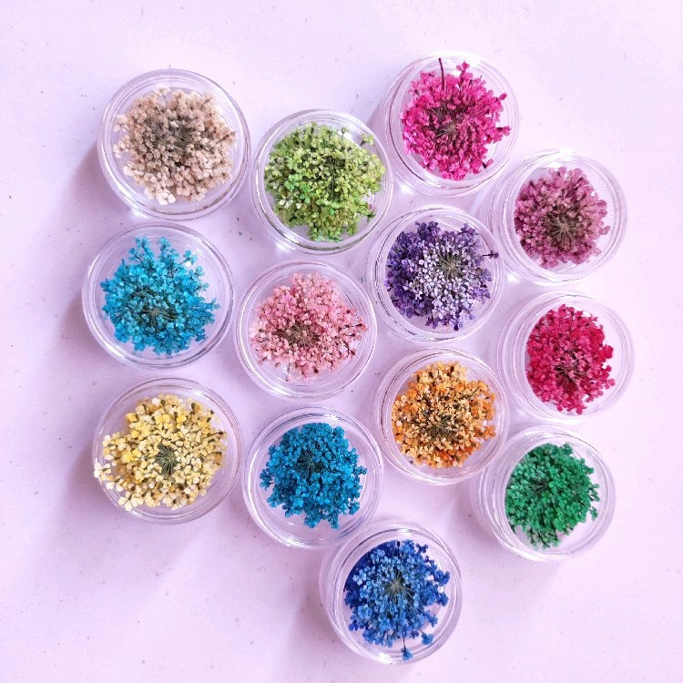 Lace Flower Dried Flower