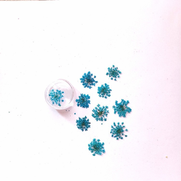 Lace Flower Dried Flower