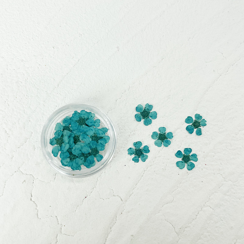 Plum Blossom Pressed Flower