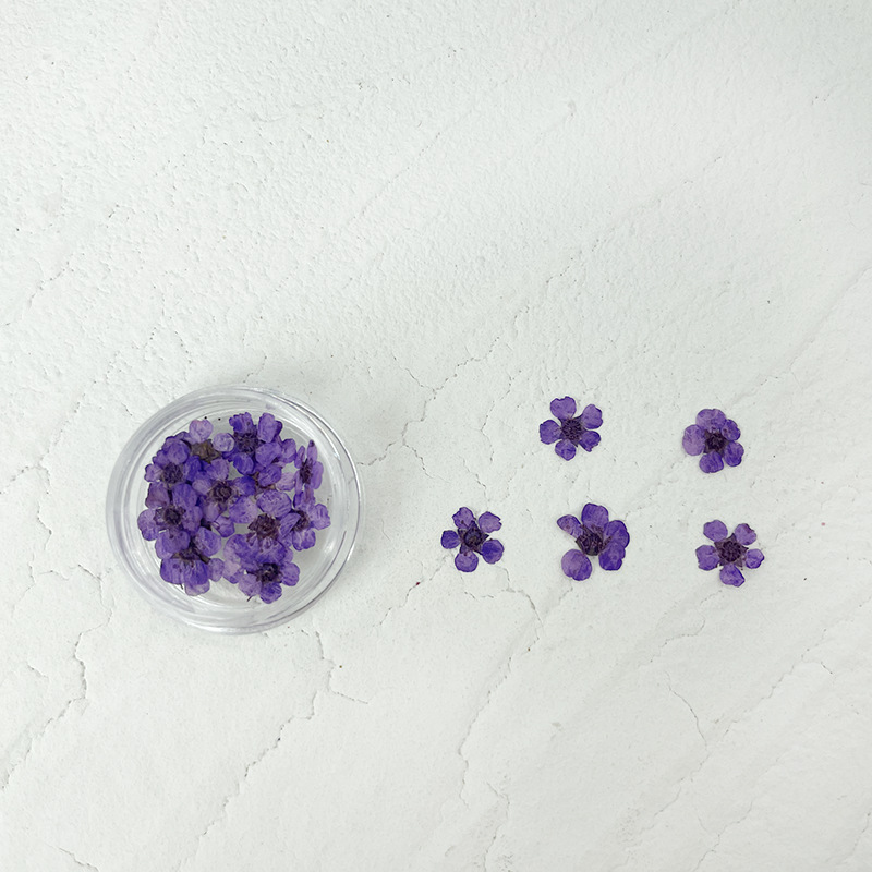 Plum Blossom Pressed Flower