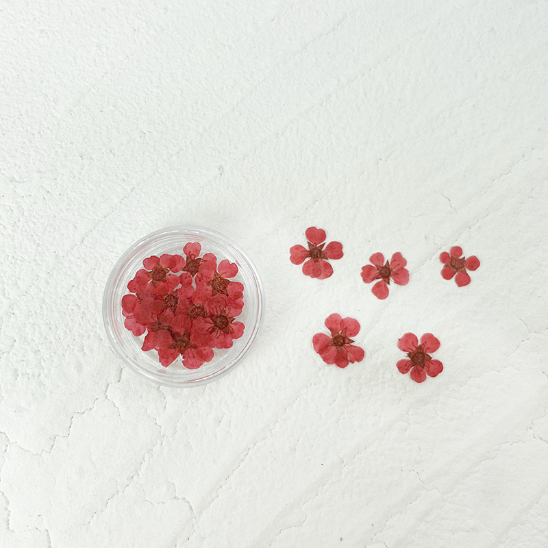 Plum Blossom Pressed Flower