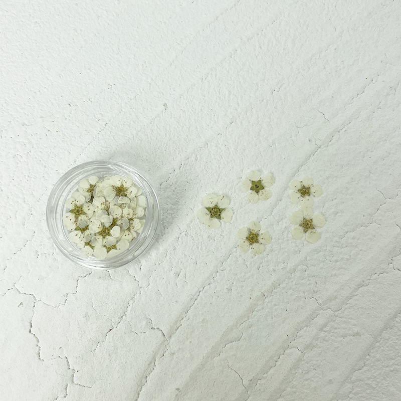 Plum Blossom Pressed Flower