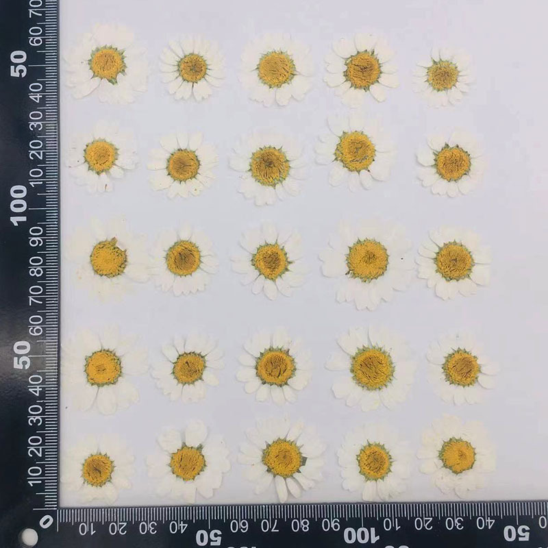 Daisy Pressed Flower (12 pcs per Pack)
