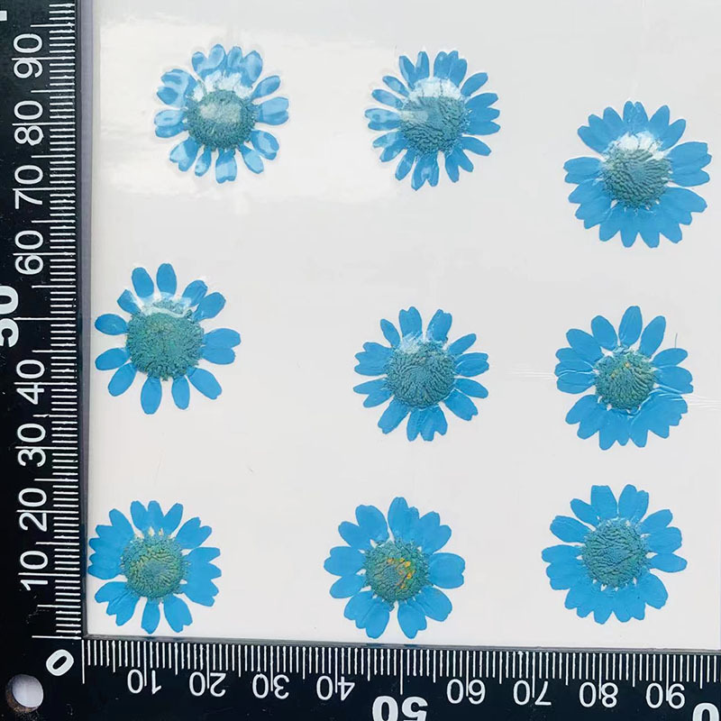 Daisy Pressed Flower (12 pcs per Pack)