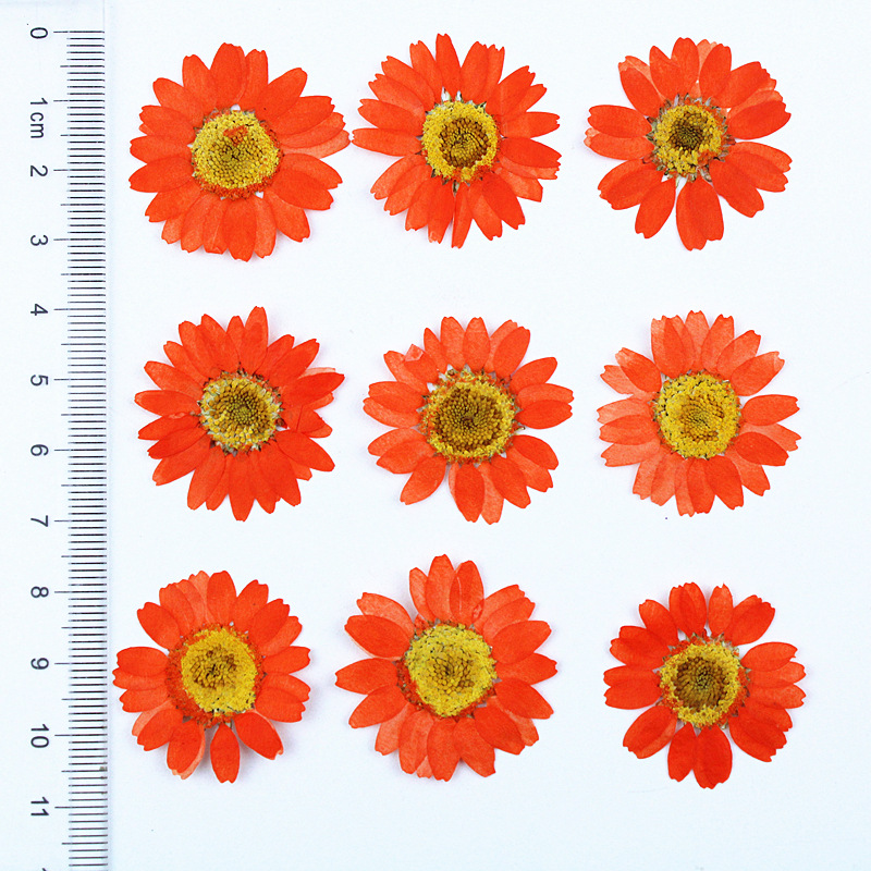 Daisy Pressed Flower (12 pcs per Pack)