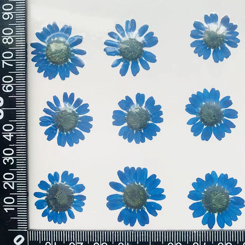 Daisy Pressed Flower (12 pcs per Pack)