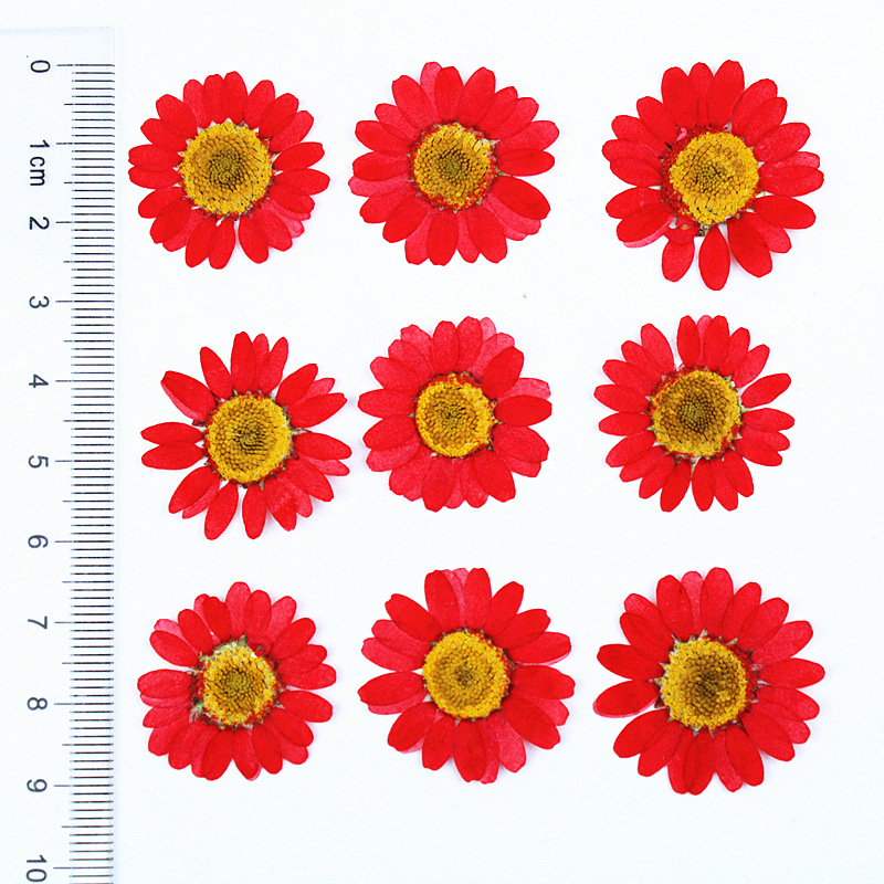 Daisy Pressed Flower (12 pcs per Pack)