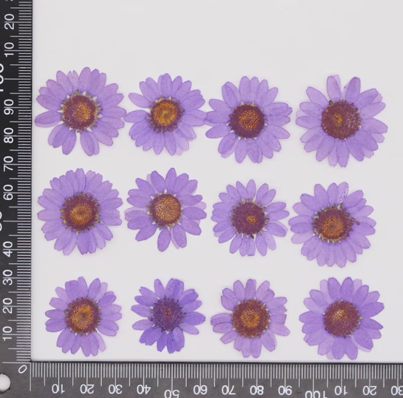 Daisy Pressed Flower (12 pcs per Pack)