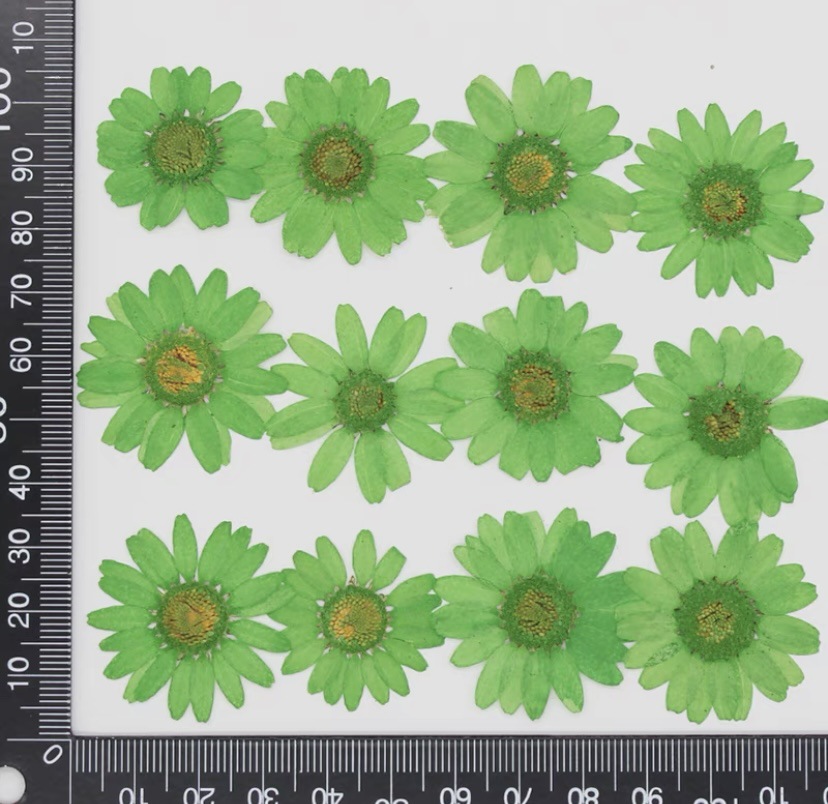 Daisy Pressed Flower (12 pcs per Pack)