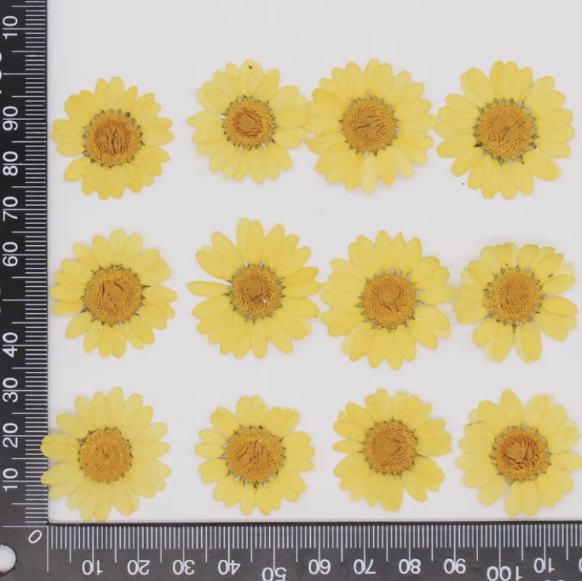 Daisy Pressed Flower (12 pcs per Pack)