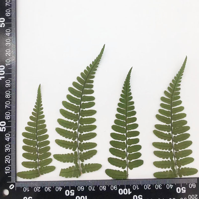 Fernleaf Pressed Flower (12 pcs per pack)