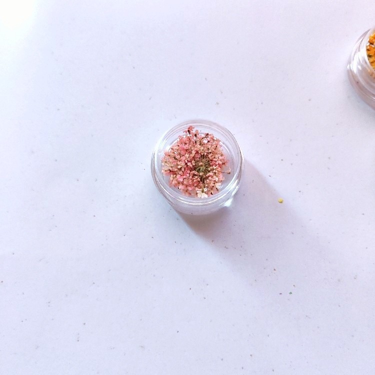 Lace Flower Dried Flower