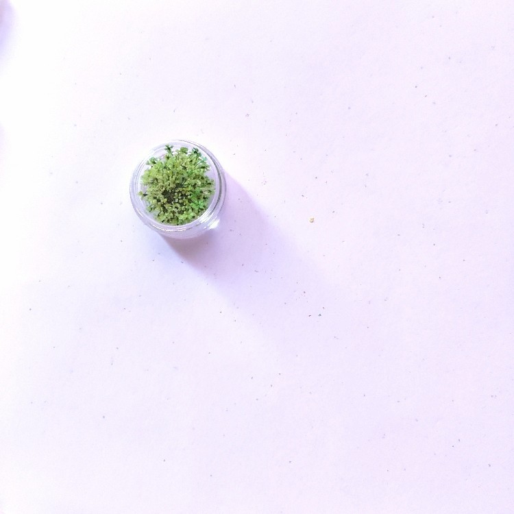 Lace Flower Dried Flower