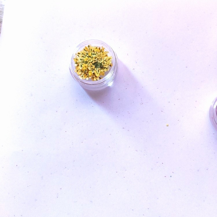 Lace Flower Dried Flower