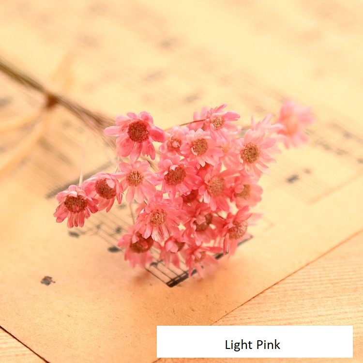 Little Star Dried Flower Decoration - Tiny Blooms in Colors