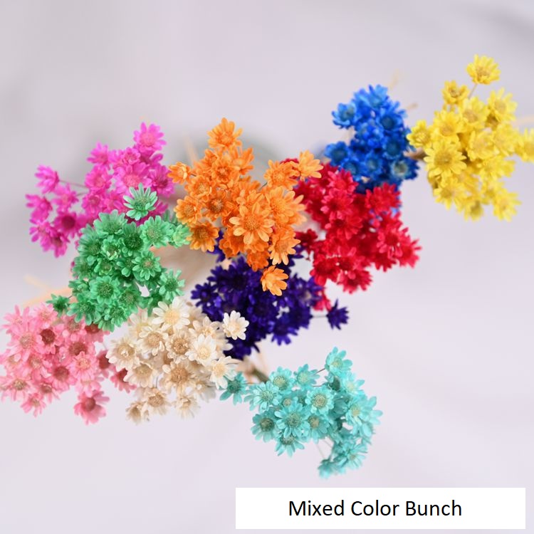 Little Star Dried Flower Decoration - Tiny Blooms in Colors