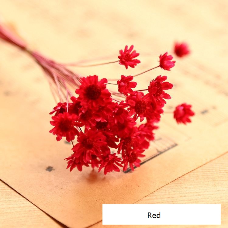 Little Star Dried Flower Decoration - Tiny Blooms in Colors