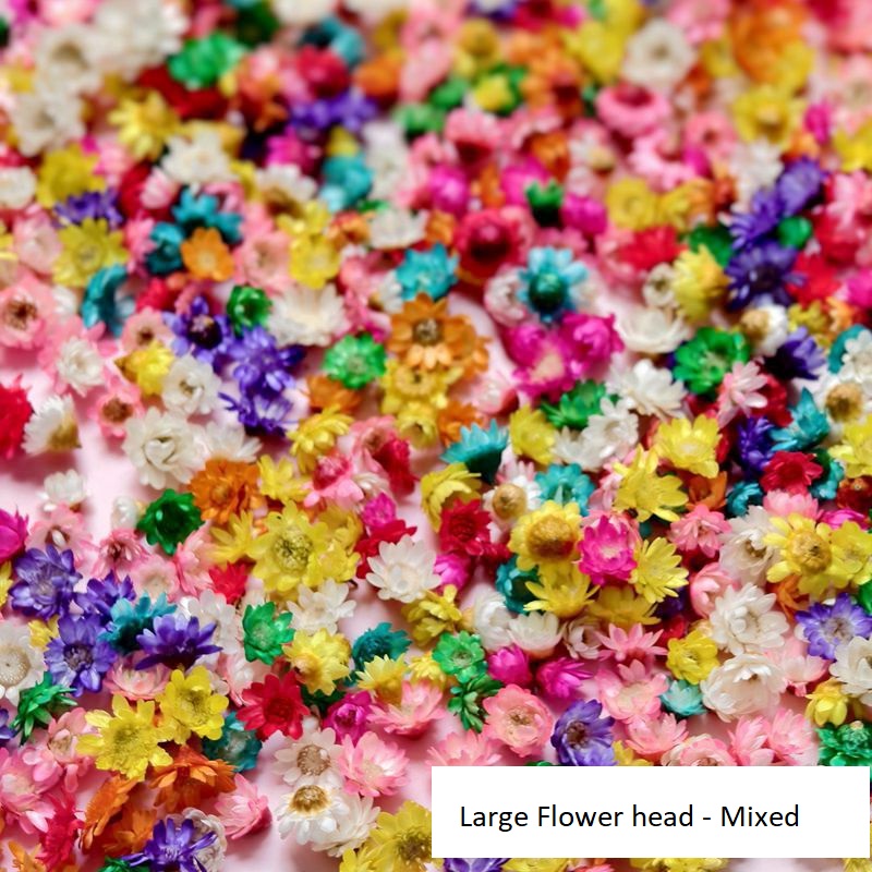 Little Star Dried Flower Decoration - Tiny Blooms in Colors